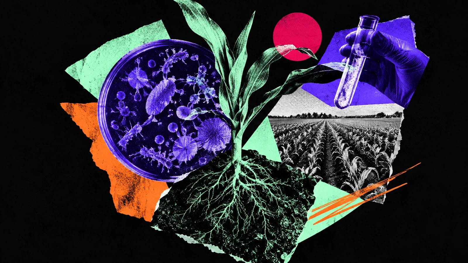 Ilustración editorial para Imio