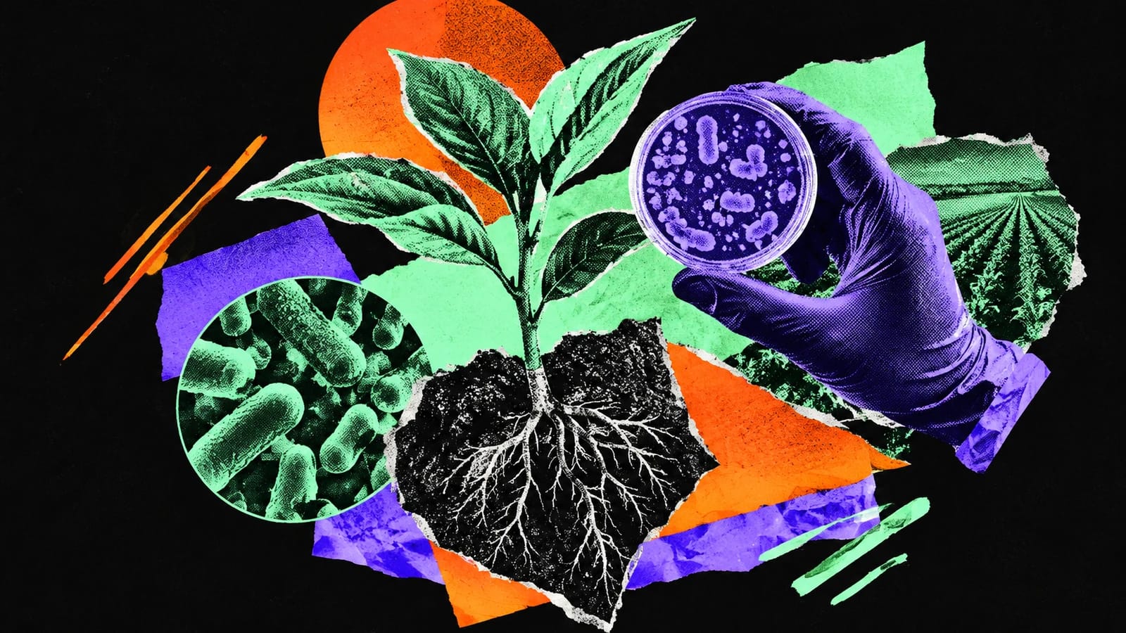 Ilustración editorial para BioConsortia