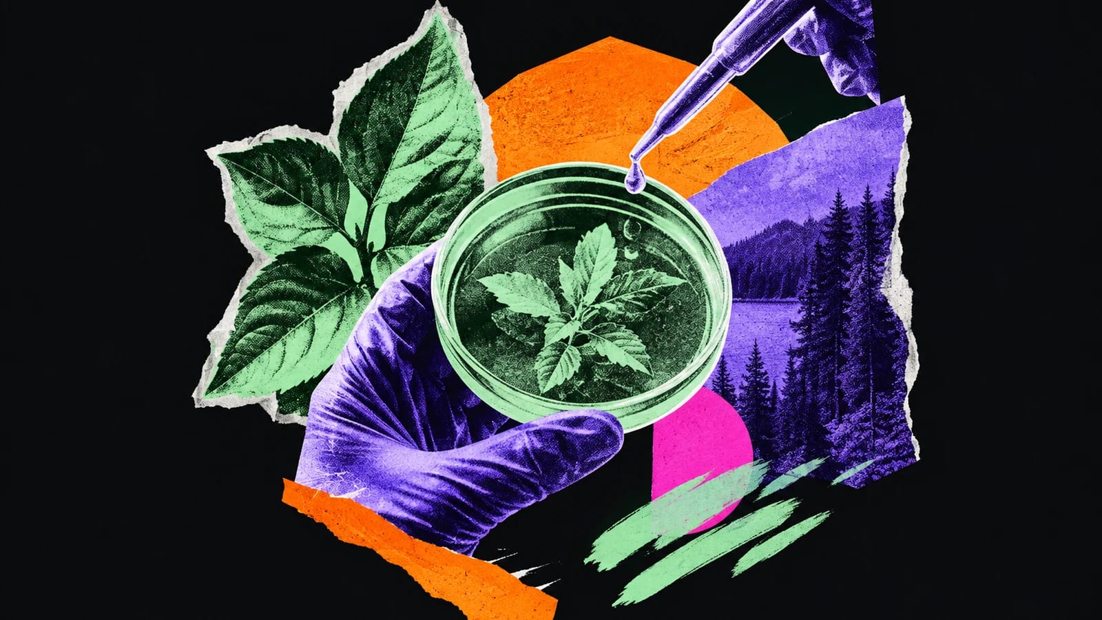 Ilustración editorial para Naturfect Natural Solutions