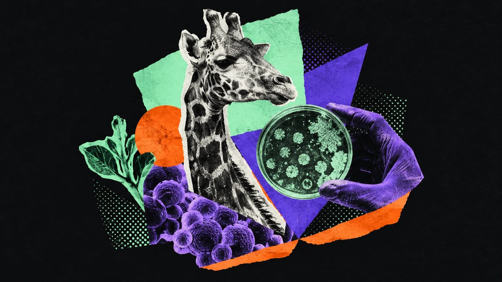 Ilustración editorial para Giraffe Bio