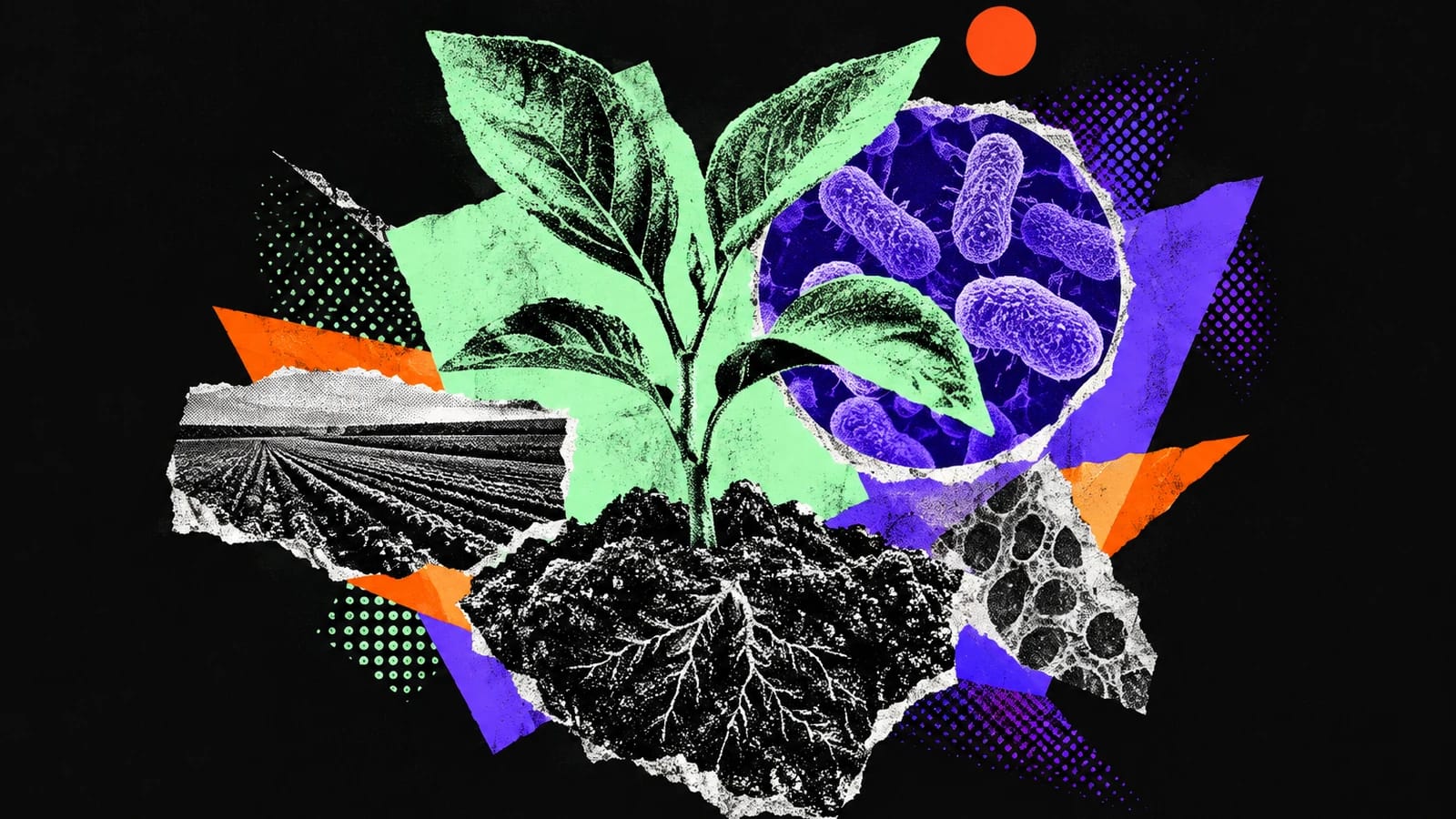 Ilustración editorial para Robigo